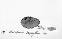 Image of Cladosporium epiphyllum